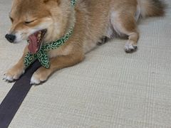 -逗柴咖啡屋·狗咖猫咖宠物桌游
