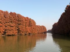 -上海海湾国家森林公园