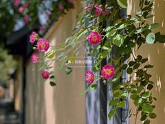 -颐和路民国时期公馆-风貌区