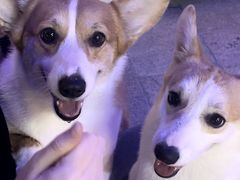 -柯斗斗主题餐厅·狗咖·围炉煮茶·茶饮(国瑞升平里店)