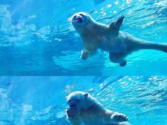 -珠海长隆海洋王国