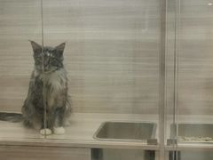 -飞行喵MR PILOT|猫舍·猫咖(静安大融城店)
