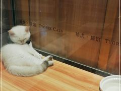 -袖虎·猫馆(体育西路店)