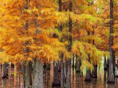 -白鹭湾湿地公园