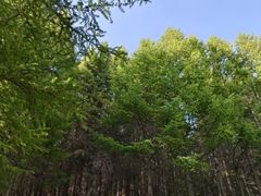 -芦芽山旅游度假区