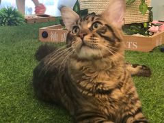 -袖虎·猫馆(体育西路店)