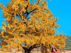 -千年银杏谷文化旅游区