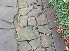 -张坝桂圆林公园