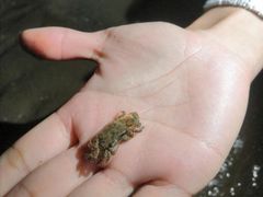 -坝光海滩