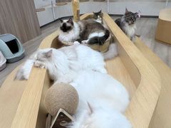 -瞄一喵猫咖(格力海岸店)