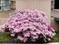 -复旦大学附属中山医院(西院区)
