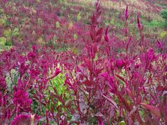 -北纬44度·金珠花海休闲农业旅游景区