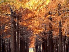 -上海佘山国家森林公园天马山园