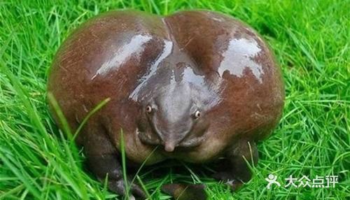 这只蛙属于生活在远古恐龙时期的一种特殊蛙类的分支种类