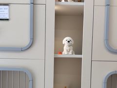 -唐小姐の私宠·宠物洗护美容·撸猫馆·购宠(周浦万达旗舰店)