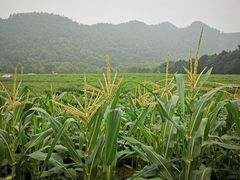 -中国茶叶博物馆(双峰馆区)