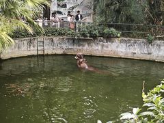 -深圳野生动物园