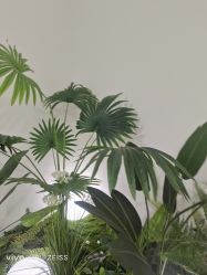 -HEYAN荷妍专业脱毛连锁机构