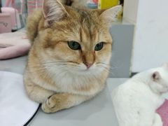 -糯米喵星人·撸猫猫舍咖啡馆(西市场嘉华店)