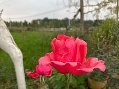 -都江堰玫瑰花溪谷