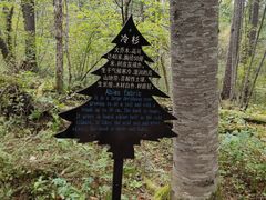 -五营红松林海景区