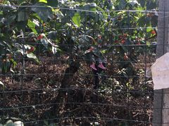 -樱桃山旅游景区