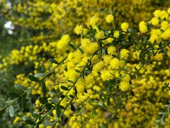 -墨尔本皇家植物园