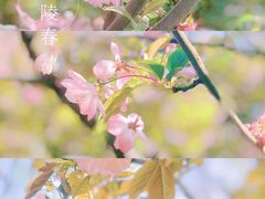 -南京古林公园