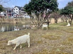 -石塘人家