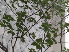 -Gigi Florist·Dk Coffee