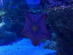 -悉尼海洋生物水族馆