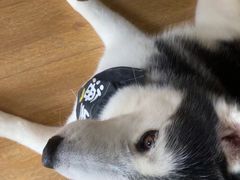 -Husky Go! 哈士奇体验馆·宠物咖啡厅狗咖