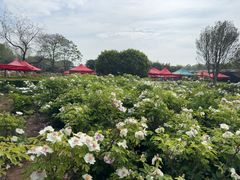 -洛阳市隋唐城遗址植物园