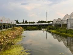 -马陆小张葡萄园农家乐