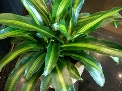 -青岛海尔洲际酒店