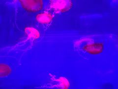 -海合安武汉极地海洋公园