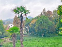 -野蔓果·山野菜(西湖景区·龙井茶田店)