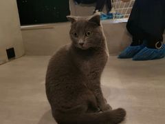 -猫儿山۰猫主题餐厅