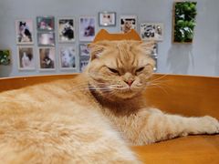 -藏猫猫咖啡主题馆(中央大道店)