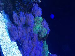 -暹罗海洋世界