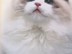 -猫先生时尚火锅(桂平路店)
