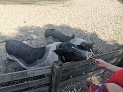 -前小桔亲子创意农场·草莓采摘·露营烧烤