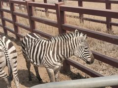 -石家庄市动物园