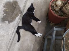 -新疆狼爷烤肉(宋庄店)