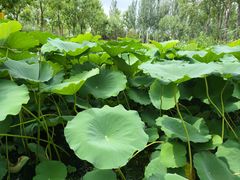 -东郊湿地公园
