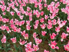 -洪湖湿地生态园