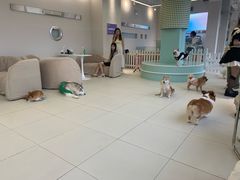 -怪兽屋·羊驼·猫咖·狗咖(俊华广场店)