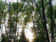 -洨河生态公园