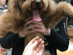 -宠小格时尚宠物生活馆(唐镇店)