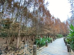 -桤木河湿地公园